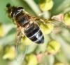 Eristalis pertinax